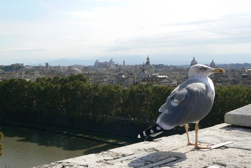 43 Vista da  Castel Sant Angelo